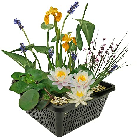 vdvelde.com - Mini Teichpflanzen Set Winterhart - Weiß - 1 Weiße Seerose und 3 Blühende Wasserpflanzen - inklusive Teichkorb, Lehm, Abdeckkies und Teichpflanzen Dünger - Van der Velde Wasserpflanzen