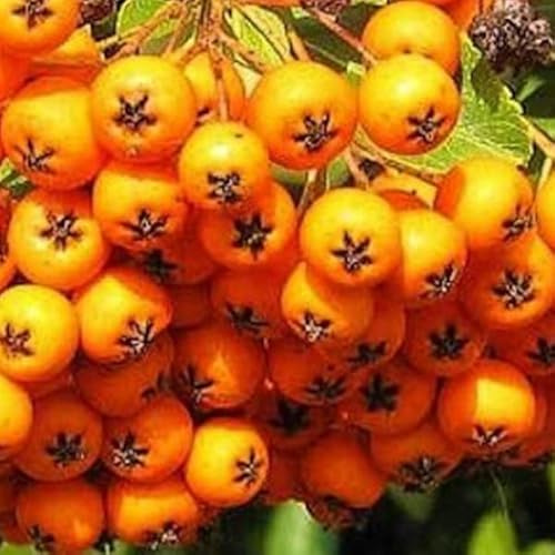 Mandril de fuego 'Golden Charmer' – Pyracantha 'Golden Charmer' 60-80 C -