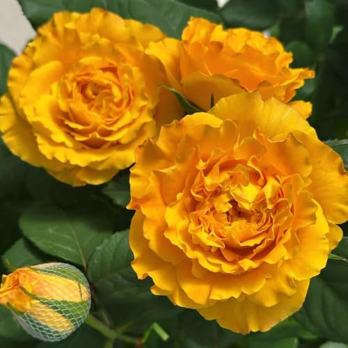 semillas de rosal, semillas de silvestres exóticas para lugares soleados jardín rocas resistentes ornamental resistente invernaderos balcón regalos 600pcs