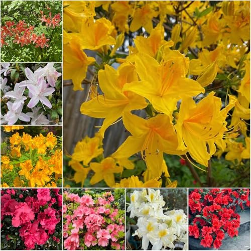 rododendro - semillas de exterior semillas prado perennes resistentes - Serie Raras - jardín resistentes arbustos con 200pcs