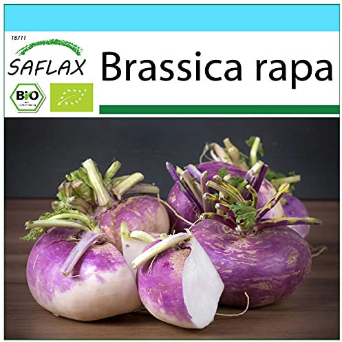 SAFLAX - - BIO - Cavolo rapa - Milan Purple - 600 semi - Brassica rapa