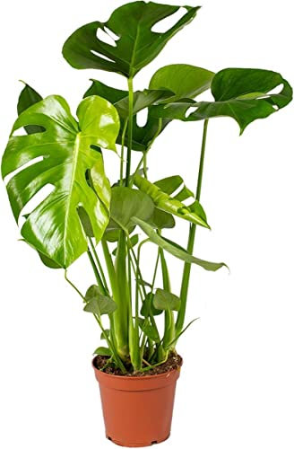 DECOALIVE Planta de Interior Natural Monstera Deliciosa Planta Resistente y Fácil de Cuidar