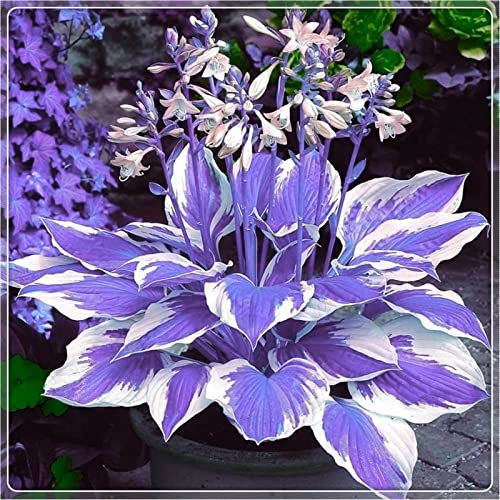 Hosta Bulbs Live, Easy Plant, Wedding Flowers, Hosta Plants for Sale, Ornamental Flowers, Hardy Perennial, Bulbs Mix, 10bulbs-h