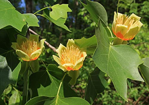 Tulpenbaum Liriodendron tulipifera Pflanze 35-40cm amerikanischer Tulpenbaum