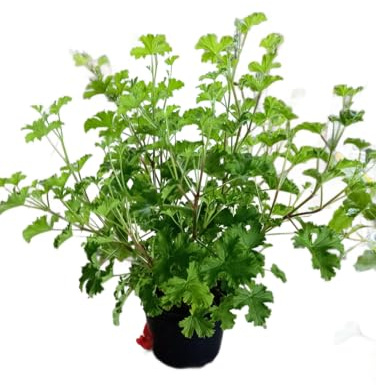 Geranio Antimosquitos Natural Ideal para Balcones Patios y Espacios al Aire Libre