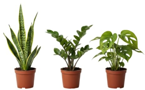 DECOALIVE Natural Home Pack: Sansevieria, Zamioculcas y Monstera Obliqua Tres Plantas Naturales de Bajo Mantenimiento que Mejoran la Calidad del Aire