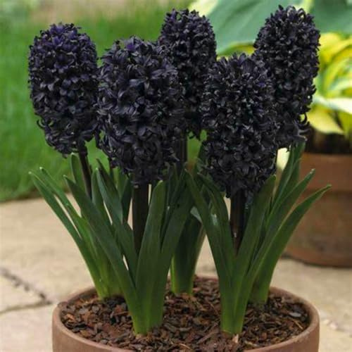 Perennial, Brilliant Hyacinths Bulbs,for Stunning Garden Displays-8 Bulbs-E