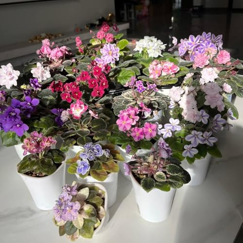 usambaraveilchen wildblumen 30samen x Leicht zu züchten