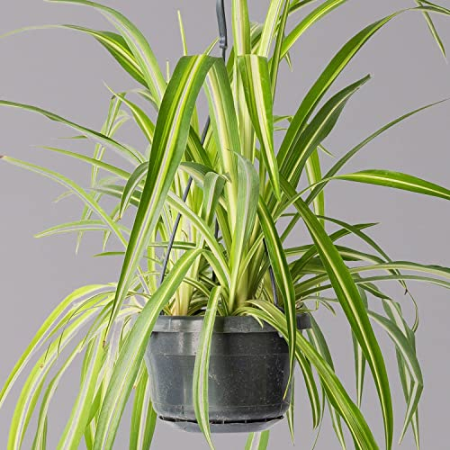 Grünlilie, in Blumenampel, Topf-Ø 14 cm, Höhe ca. 50 cm