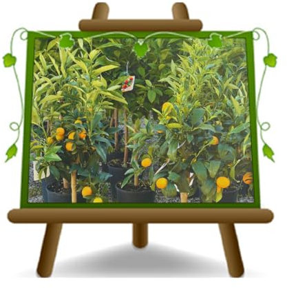 Calamondin - Citrus Mitis - zitruspflanze blumenvase 24cm. Höhe: 110~120 cm.