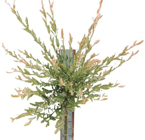 Harlekinweide/Zierweide 'Salix Nishiki' Hochstamm 60-80 cm Winterhart Freilandaufzucht