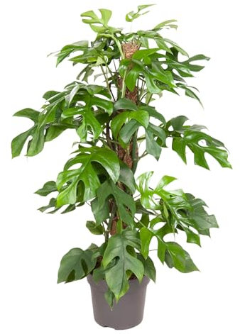 Trendyplants - Monstera Minima - Plante creuse - Plante d'intérieur - Hauteur 55-75 cm - Taille du pot Ø19cm