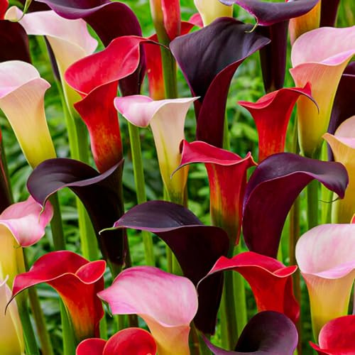 Calla Lilien Zwiebeln Winterhart Mehrjährig - Zantedeschia Rot, Weiß & Schwarz Kollektion - 5 große Blumenzwiebeln - Echte Pflanzen aus Holland - für Topf und Garten (kein Samen, nicht künstlich)
