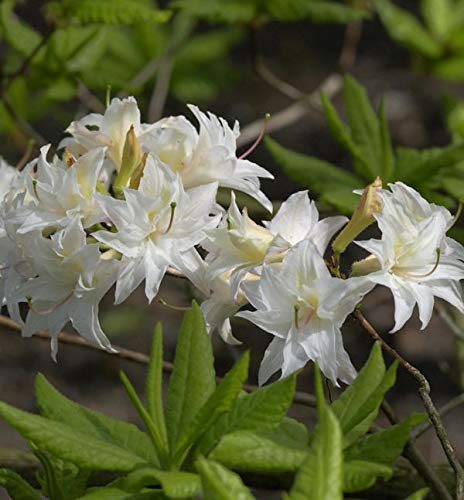 Sommergrüne Azalee Schneeköpfchen 60-80cm - Rhododendron mixtum - lebende Gartenpflanze aus den Baumschulen