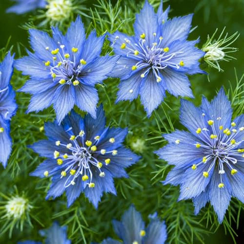 Nigella Miss Jekyll Seeds – RHS Award of Garden Merit & Plants for Pollinators – Must Have for Beddings – Hardy Annual – for Your Beautiful Garden
