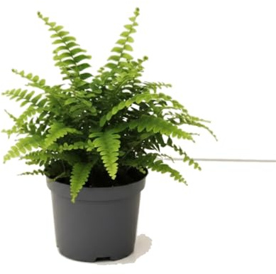 Nephrolepis Exaltata Helecho Espada Planta Viva 25 cm DECOALIVE con Maceta 12 cm para Hogar Acogedor