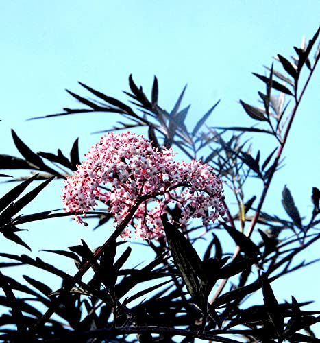 Schwarzer Holunder Cherry Lace® 40-60cm - Sambucus nigra - lebende Gartenpflanze aus den Baumschulen