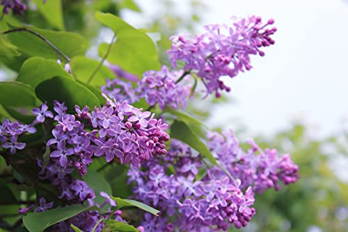Purple Lilac Seedlings for Planting - Common Lilac, Fragrant and Beautiful Flowers - Syringa vulgaris (2 Lilac Seedlings) - No Ship to California