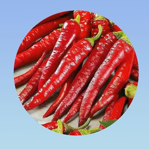 20 graines de piment cayenne rouge - pepper red -
