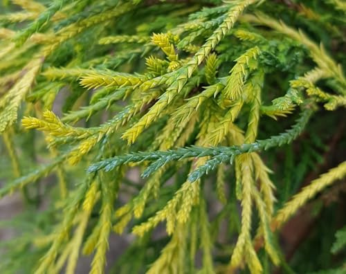 Chamaecyparis pisifera 'Sungold' / Faux cyprès d'Hinoki/Conteneur de 3 à 4 litres/Conifère