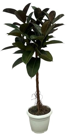 Gummibaum Ficus Elastica Robusta Stamm – Zimmerpflanze 140cm hoch – Ø27cm – Üppige, glänzende Blätter – Pflegeleicht & dekorativ