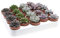 Bandeja de 20 Suculentas Echeveria Naturales en Maceta 5cm Plantas Crasas para Interior y Exterior