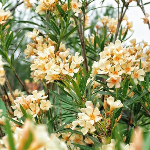 oleandro semi resistenti, per il giardino serra balcone decorazione vecchie varietà 25pcs