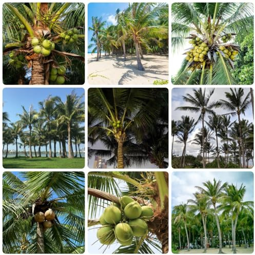 Semi di palma da cocco, Le perenni sono Cocos nucifera, semi di resistenti all'esterno 30pcs