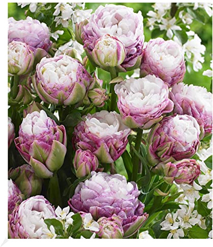 BALDUR Garten 5x Gefüllte Tulpe 'Peggy Wonder', Zwiebeln mit Umfang 11 cm | Tulipa, Blumenzwiebeln, mehrblütig, winterhart, pflegeleicht, blühend, Schnittblume, große dicht gefüllte Blüten