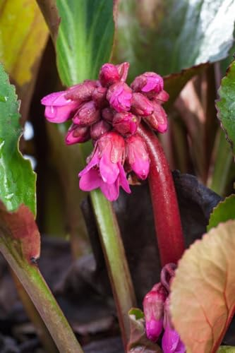 Bergenie 'David' - Bergenia cordifolia, winterhart & blühfreudig, Staude für Schatten, veg. P 1, pflegeleicht