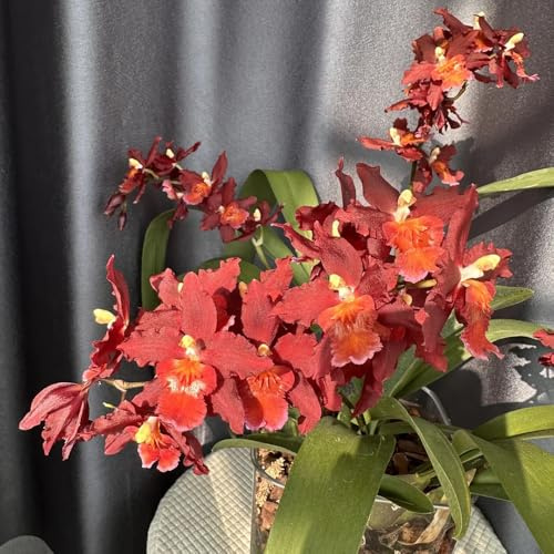 semillas de orquídea oncidium, primavera, semillas de silvestres orquídeas jardín rocas resistentes macizo orgánicas 20pcs