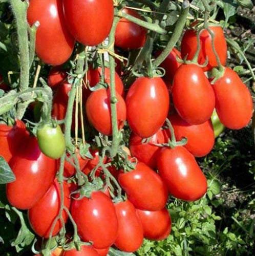 50 tomates San Marzano graines fraîches super délicieux