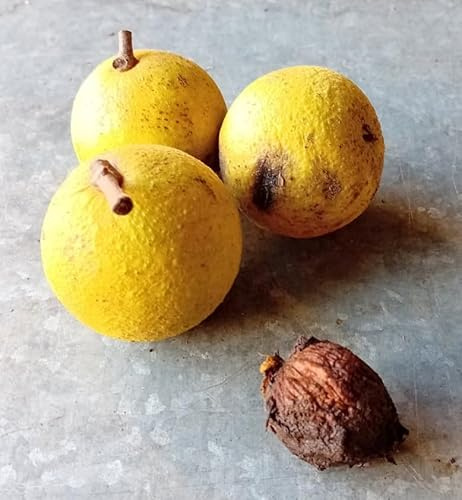 Juglans nigra/Noyer noir d'Amérique/Conteneur de 7 à 10 litres/Baliveau