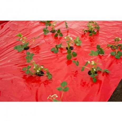 Nature Film de paillage Fraises, Long 10