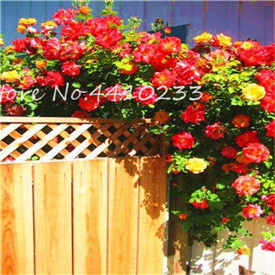 Nouvelles Graines De Rosiers Grimpants Exotiques Pour Le Jardin Rouge Paquet De 100 Graines