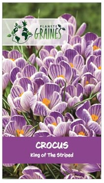 5 Bulbes de Crocus Printanier 'King of the Striped' – Grandes Fleurs Striées, Blanc et Mauve Violet
