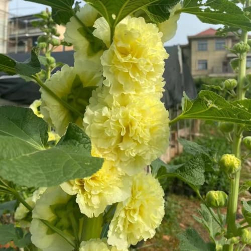 600 piezas malvarrosas perennes resistentes - semillas semillas exóticas malva loca Las son perennes resistentes de jardín de rocas,