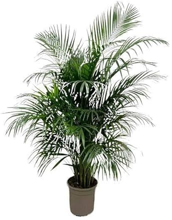 Goldfruchtpalme Dypsis Lutescens Areca-Palme Gartenpflanze Ø24 cm 150 cm | exklusive Kübelpflanze für Wohnzimmer, Büro und Balkon, winterhart, für Beet und Kübel, bienenfreundlich