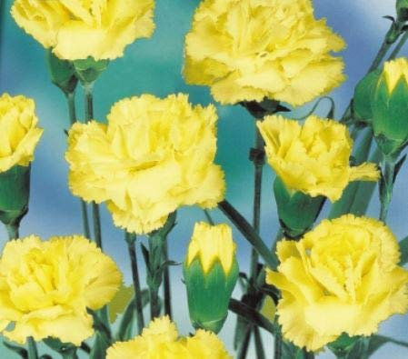 Pcs - 90x Girofle Marie Chabaud Dianthus Jardin Plantes - Graines K611 - Seeds & Plants Shop by Ipsa