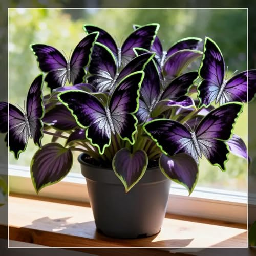 Farfalla di Mezzanotte Hosta Rari - Facile Da Mantenere, Crescita Rapida per un Bellissimo Giardino-3 bulbi-D