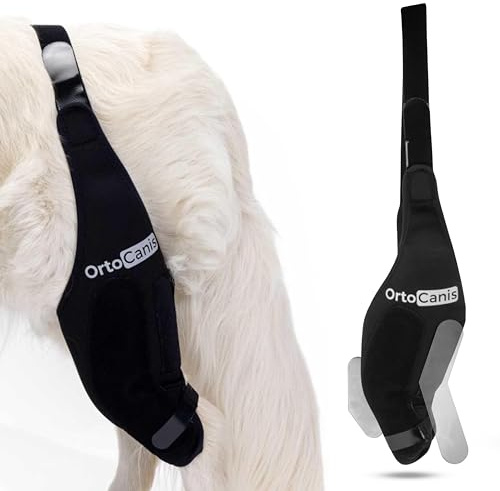 Ortocanis - Kniebandage mit Leckschutz Hund - Knieschiene Rechts Hinterbein - Kreuzbandriss, Kniescheibenluxation und nach Operationen - Speziellem Neopren - Größe: L de 33 a 36 cm