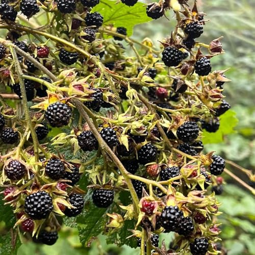 semillas de frambuesa, bancal elevado, jardín, resistentes columnar, comprar 20pcs