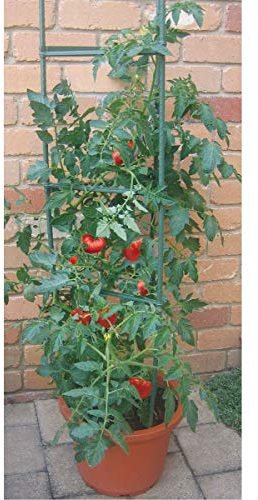 Benelando Tomatenkäfig Rankhilfe Tomaten Rankstab Rankgitter Rankkorb (10)
