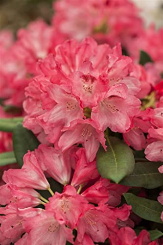 Rhododendron yakushimanum 'Lampion' 30-40 cm – Winterhart, Immergrün, Mehrjährig – Rhododendron – Zierstrauch für Garten & Kübel