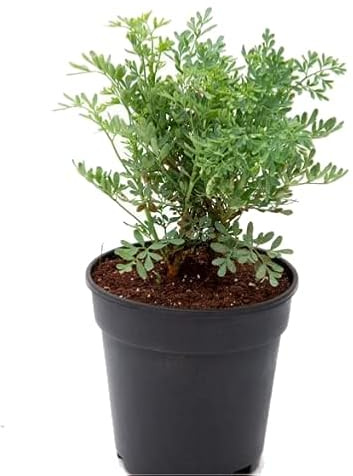 Hierba de Gracia o Planta de Ruda Hierba Que Atrae Buena Suerte y Ayuda en Protección