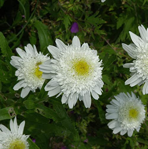 Gartenmargerite Wirral Supreme - Leucanthemum