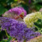 GreenboutiQ - Arbre à papillons - Buddleja davidii Tricolour - Fleurs Roses, Blanches et Violettes - 3 Plantes - 1m2 - Feuillage Caduc - Attire les Papillons - Pot 17cm Hauteur 30cm