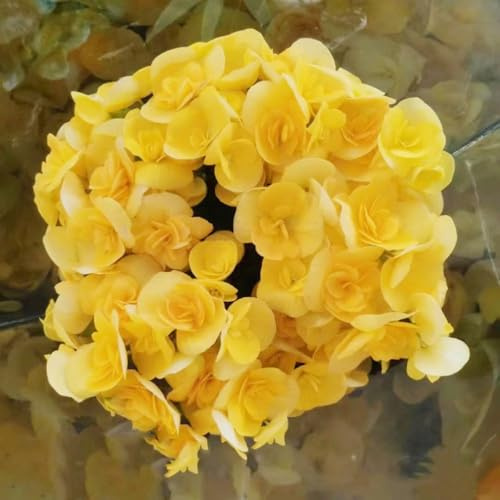begonien winterharte für garten, zimmerpflanze zimmerbonsai bonsai deko baumsamen kräutergarten pflanzensamen balkon garten wiesenblumen 55samen