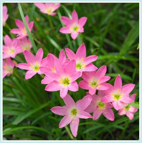 Bulbos de Lirio de Lluvia-Zephyranthes cándida bulbos- Resistente a la Sequía - Ideal para Borduras y Rocalizas-10 Bulbos-A