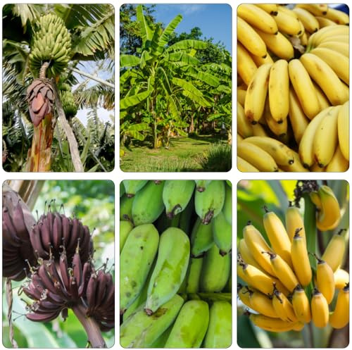 bananensamen obstbäume pflanzendeko garten hochbeet säulenobstbäume säulenobst baumsamen zimmerbonsai bonsai bonsai bäumchen kaufen biosaatgut bananen balkon deko bananenpflanze 100samen